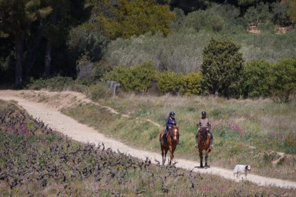 Sentier des vignes-15