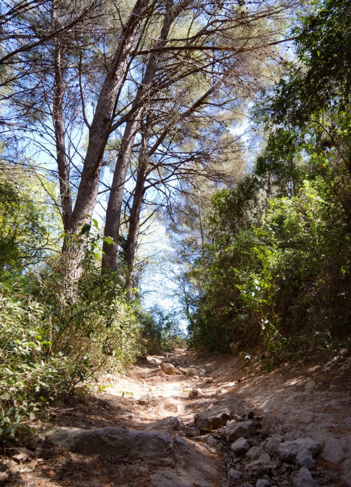 Sentier des vignes-3